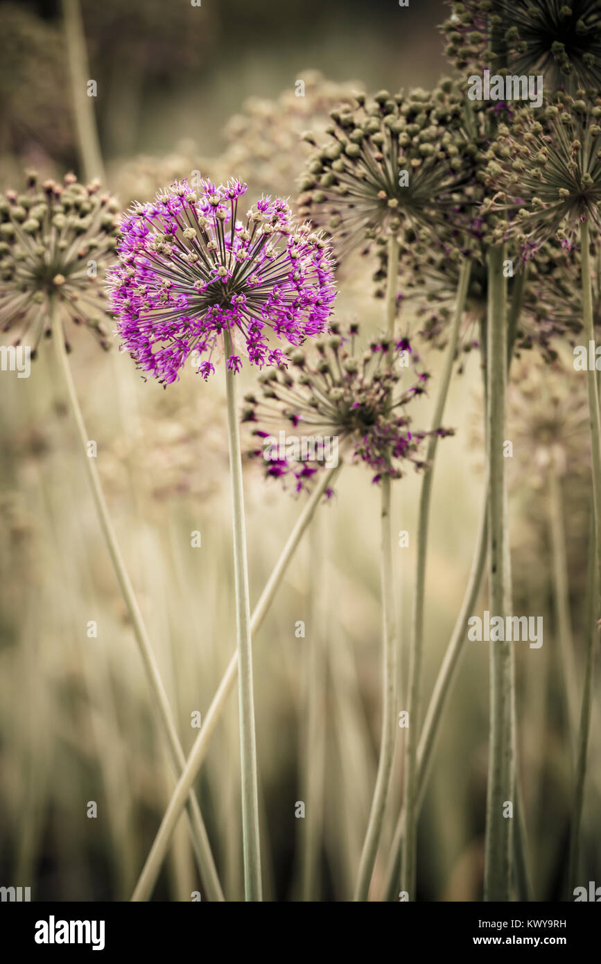 Allium flower heads. Stock Photo