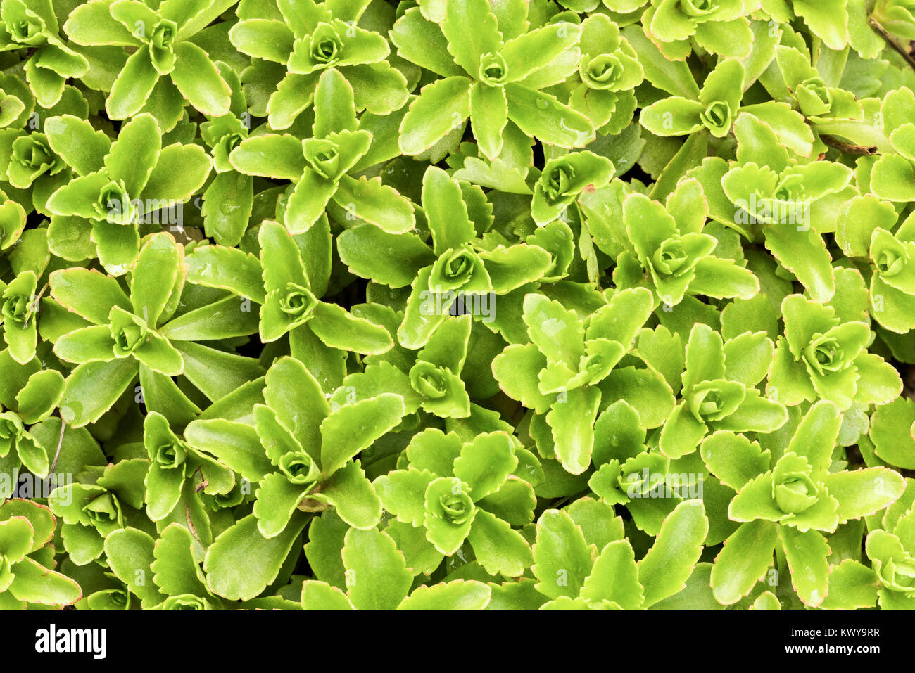 Green sedum detail. Stock Photo