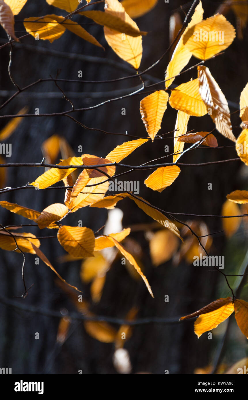 Gold leaves dark hi-res stock photography and images - Alamy