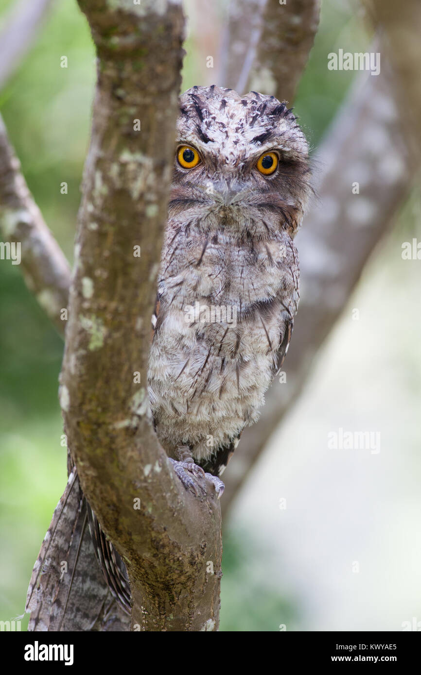 Tawny Frogmouth (Podargus strigoides). Hopkins Creek. New South Wales. Australia. Stock Photo