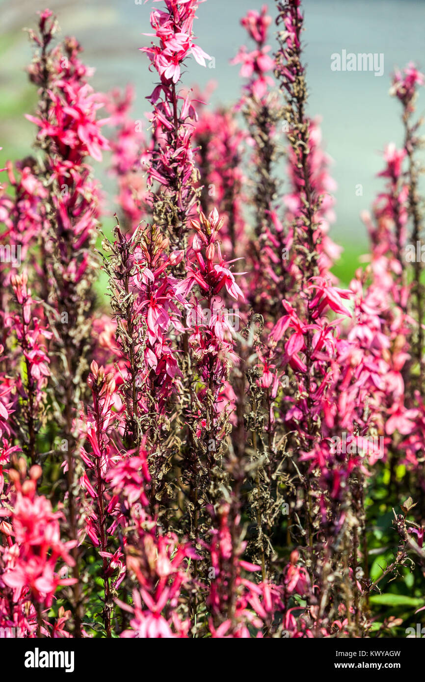 Pink Lobelia speciosa 'Fan Salmon' Stock Photo