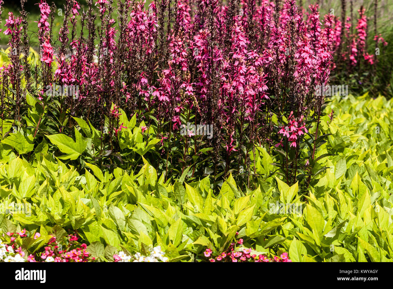 Pink Lobelia speciosa 'Fan Salmon' garden bedding plants, Ipomoea batatas Stock Photo