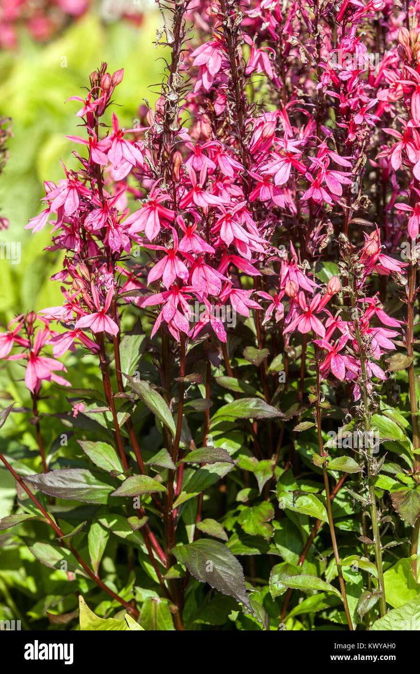 Lobelia speciosa 'Fan Salmon' bed Stock Photo