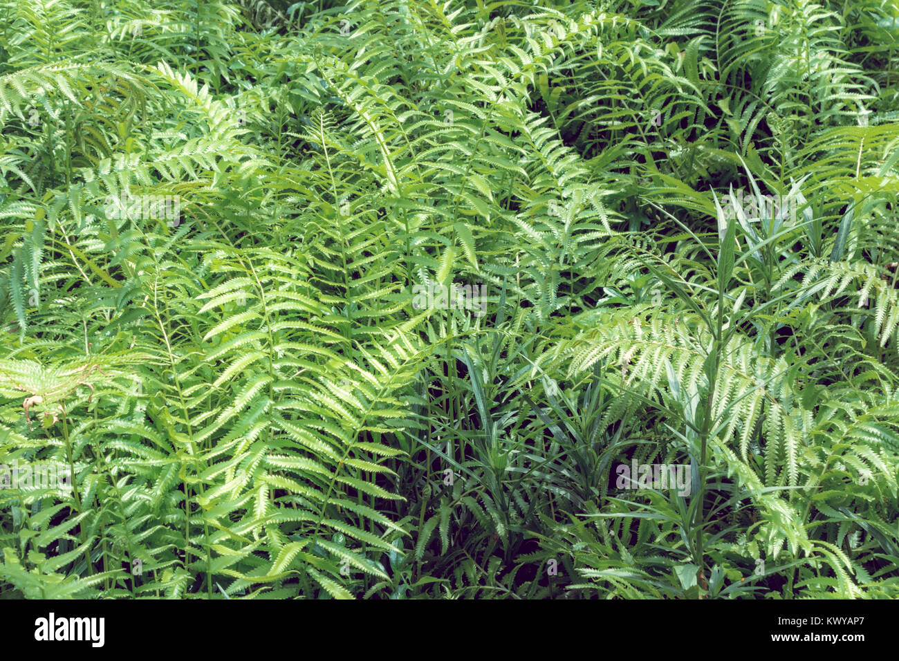 Ferns tropical green leaves foliage,floral natural background.spring and summer nature backdrop. Stock Photo