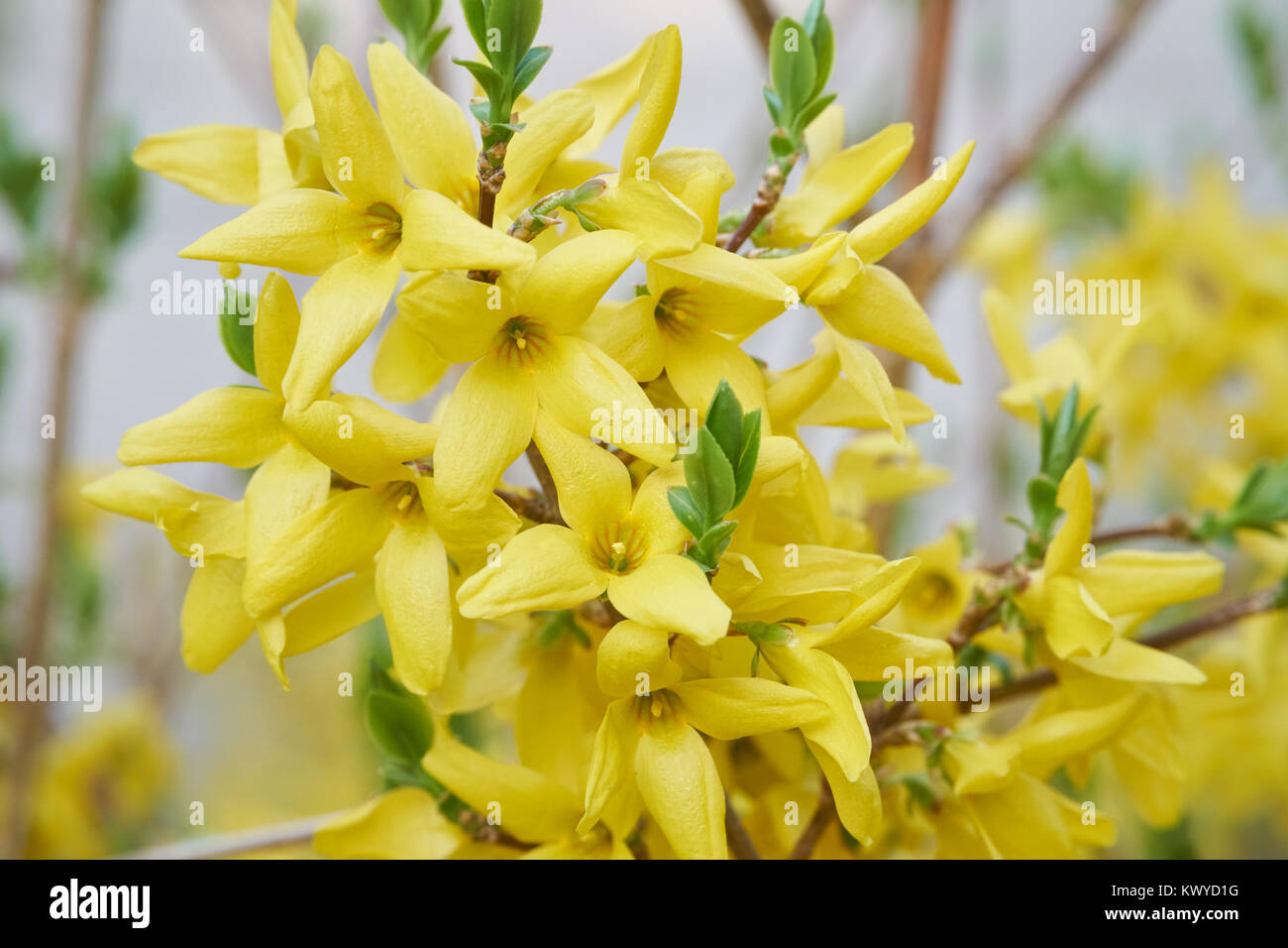 Oleaceae family hi-res stock photography and images - Alamy