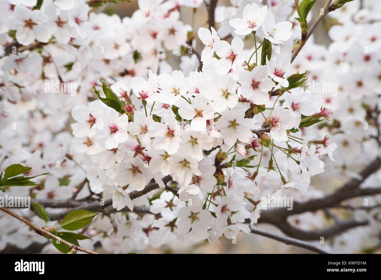Closeup of cherry blossoms in full bloom in outdoors Stock Photo - Alamy