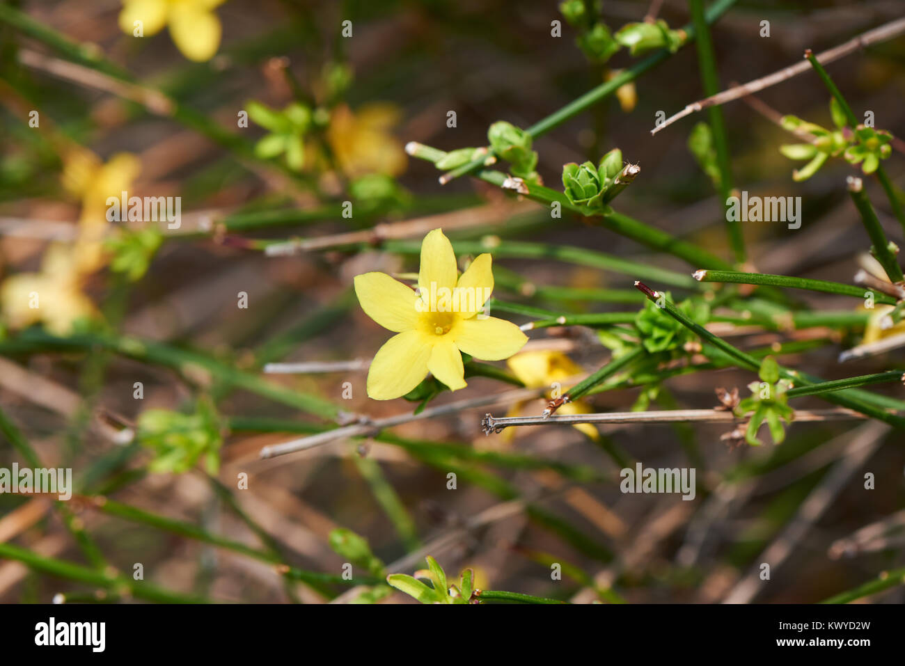 The Winter Jasmine (Jasminum nudiflorum Lindl.). It is native to China and is planted for ornamental purposes in the south of central China. Stock Photo