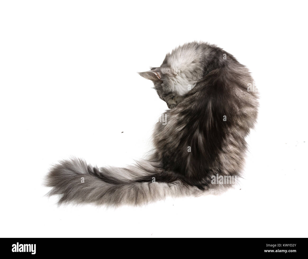 Cat sitting back hires stock photography and images Alamy