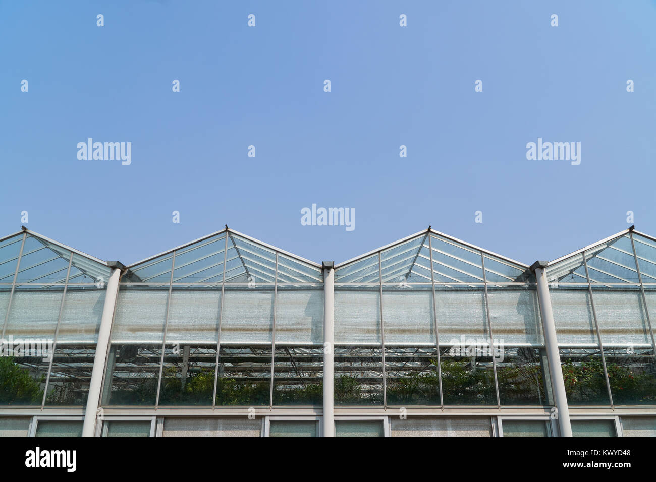 side view of greenhouse (also called a glasshouse) with clear blue sky. Stock Photo