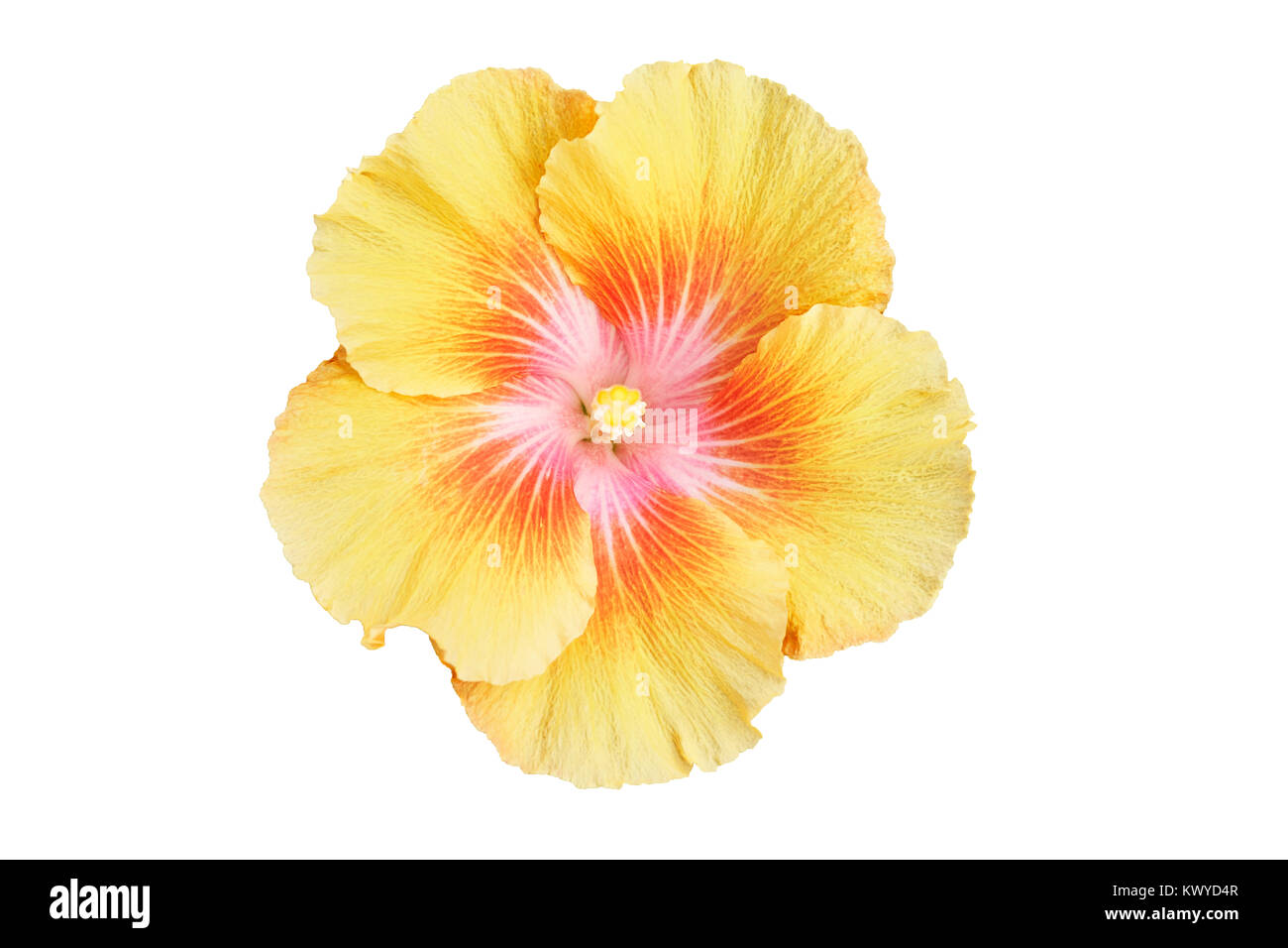 isolated Hibiscus flower. Hibiscus is a genus of flowering plants in the mallow family. The