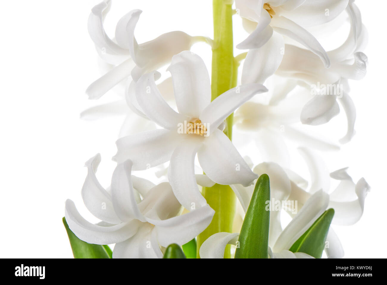 hyacinth flowers isolated on white. Hyacinthus is a small genus of flowering plants in the family Asparagaceae. Stock Photo