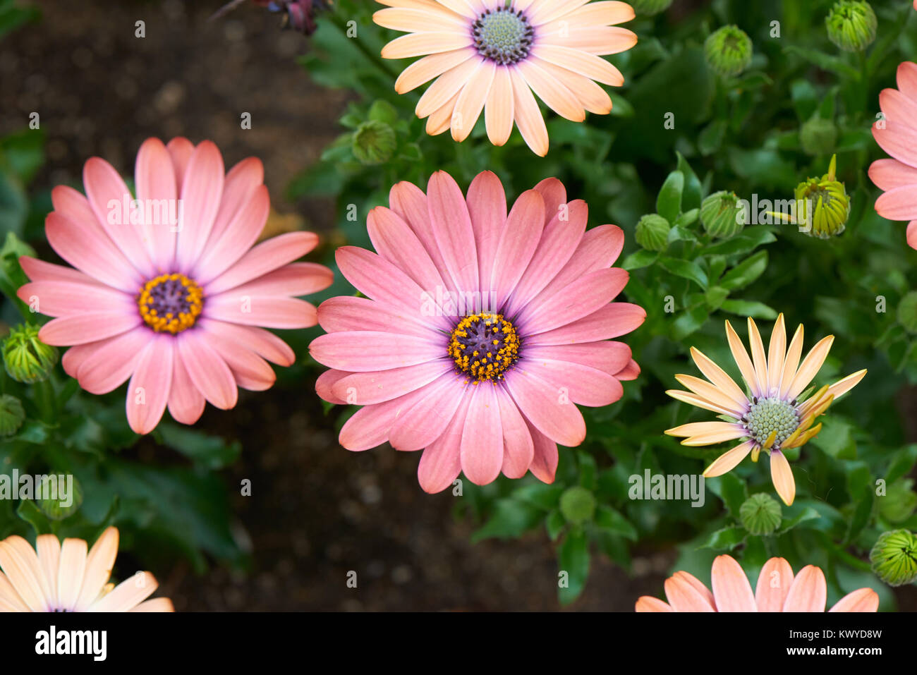 Osteospermum, also called African Daisy, Cape Daisy or Blueeyed daisy