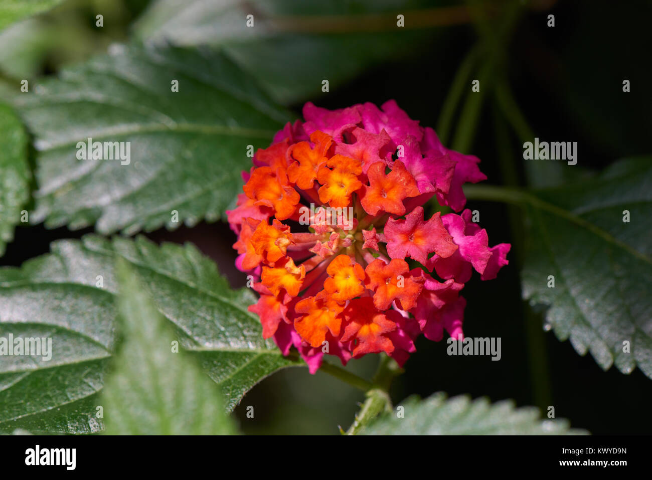 Lantana camara. It is a species of flowering plant in the verbena family. And it is also known as big-sage, wild-sage, red-sage, white-sage or tickber Stock Photo