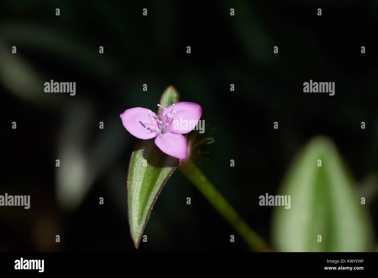 Flower of Tradescantia zebrina, also knwon as Zebrina pendula, inchplant or wandering jew. Stock Photo