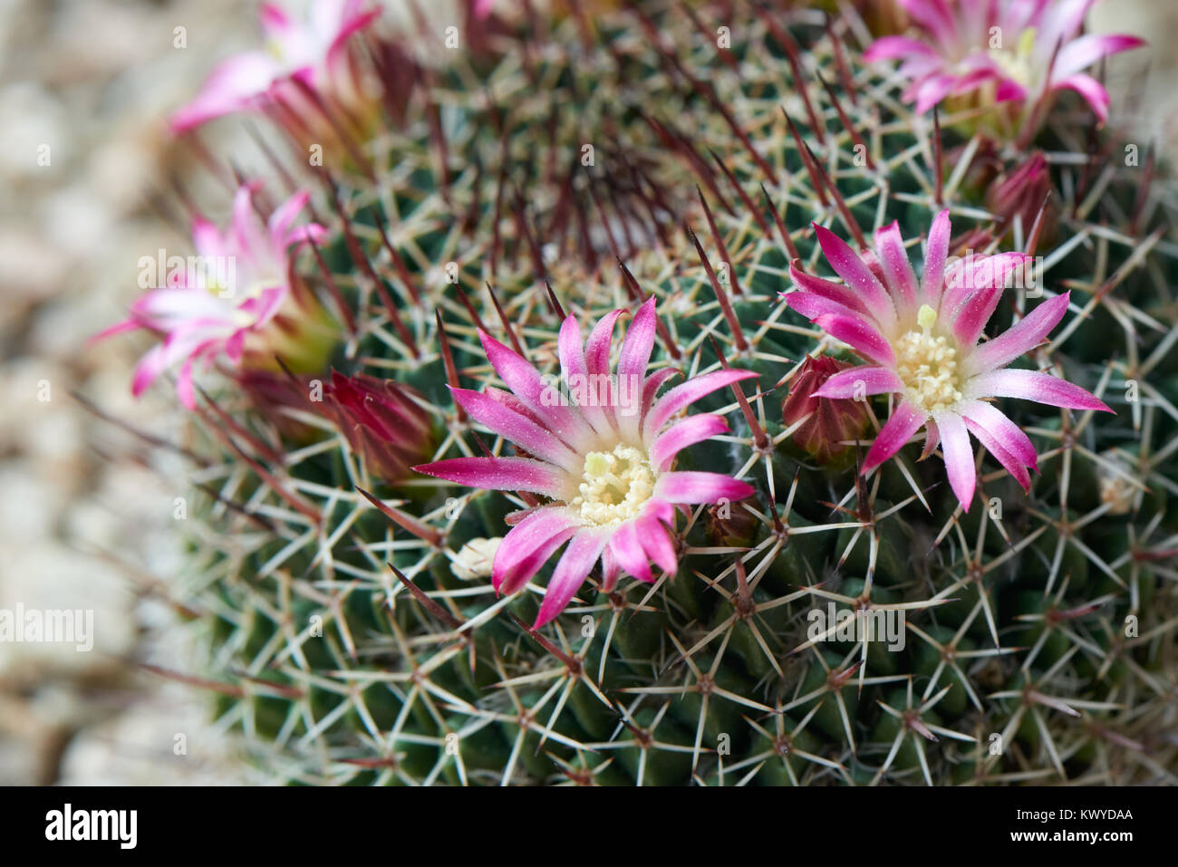 Mammillaria mystax is a species of cactus in the family Cactaceae. It is native to the Mexican states of Hidalgo, Oaxaca and central Puebla. Stock Photo