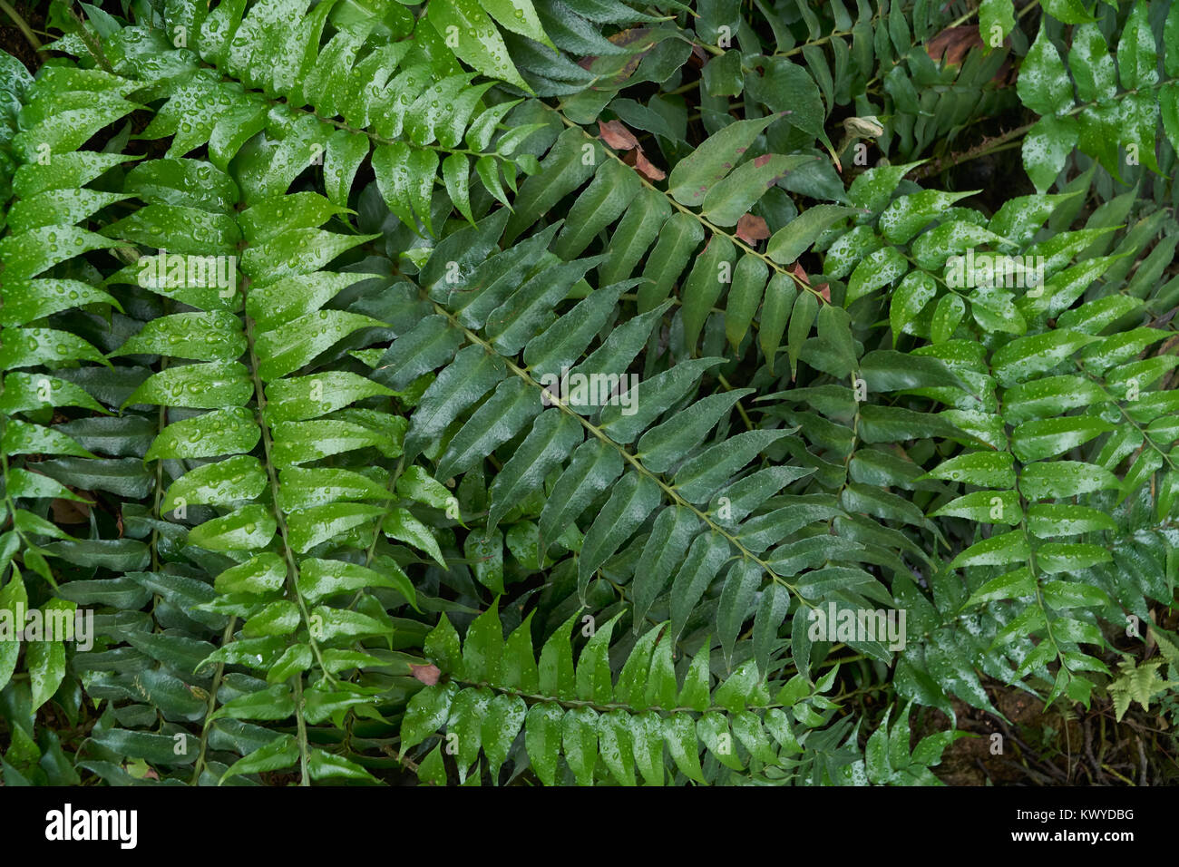 Nephrolepis exaltata, a species of fern in the family Lomariopsidaceae. It is also called as the sword fern. Stock Photo