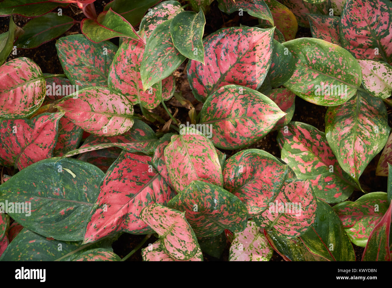 Aglaonema siam aurora, also known as red Aglaonema or Chinese evergreen, a genus of flowering plants in the arum family. Stock Photo