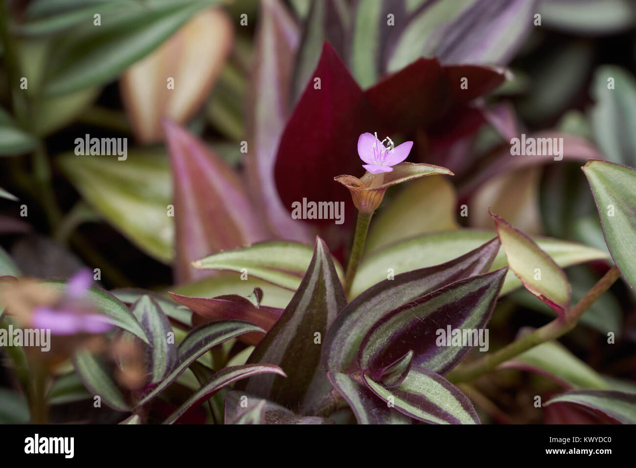 Flower of Tradescantia zebrina, also knwon as Zebrina pendula, inchplant or wandering jew. Stock Photo