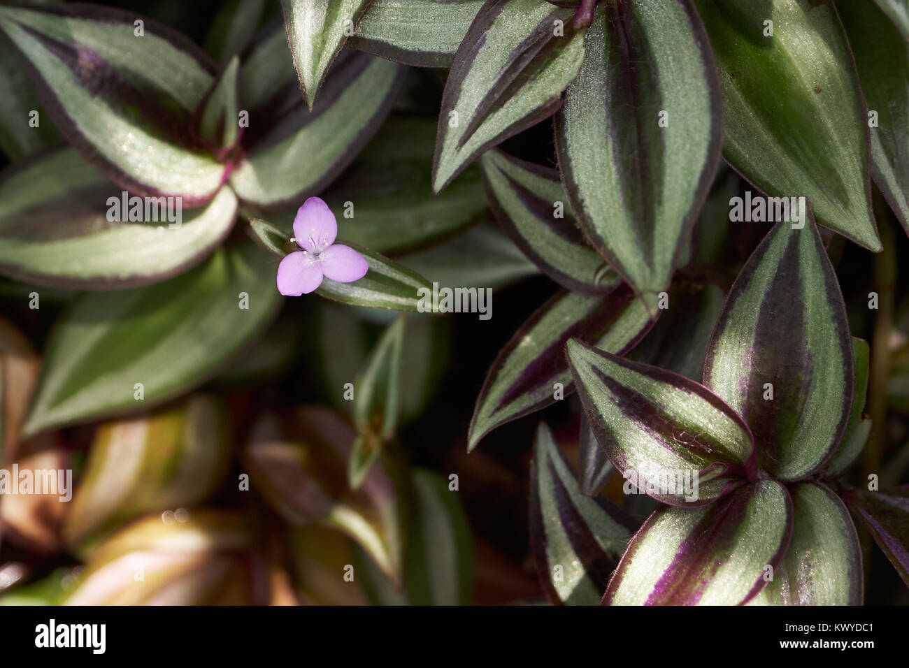 Flower of Tradescantia zebrina, also knwon as Zebrina pendula, inchplant or wandering jew. Stock Photo