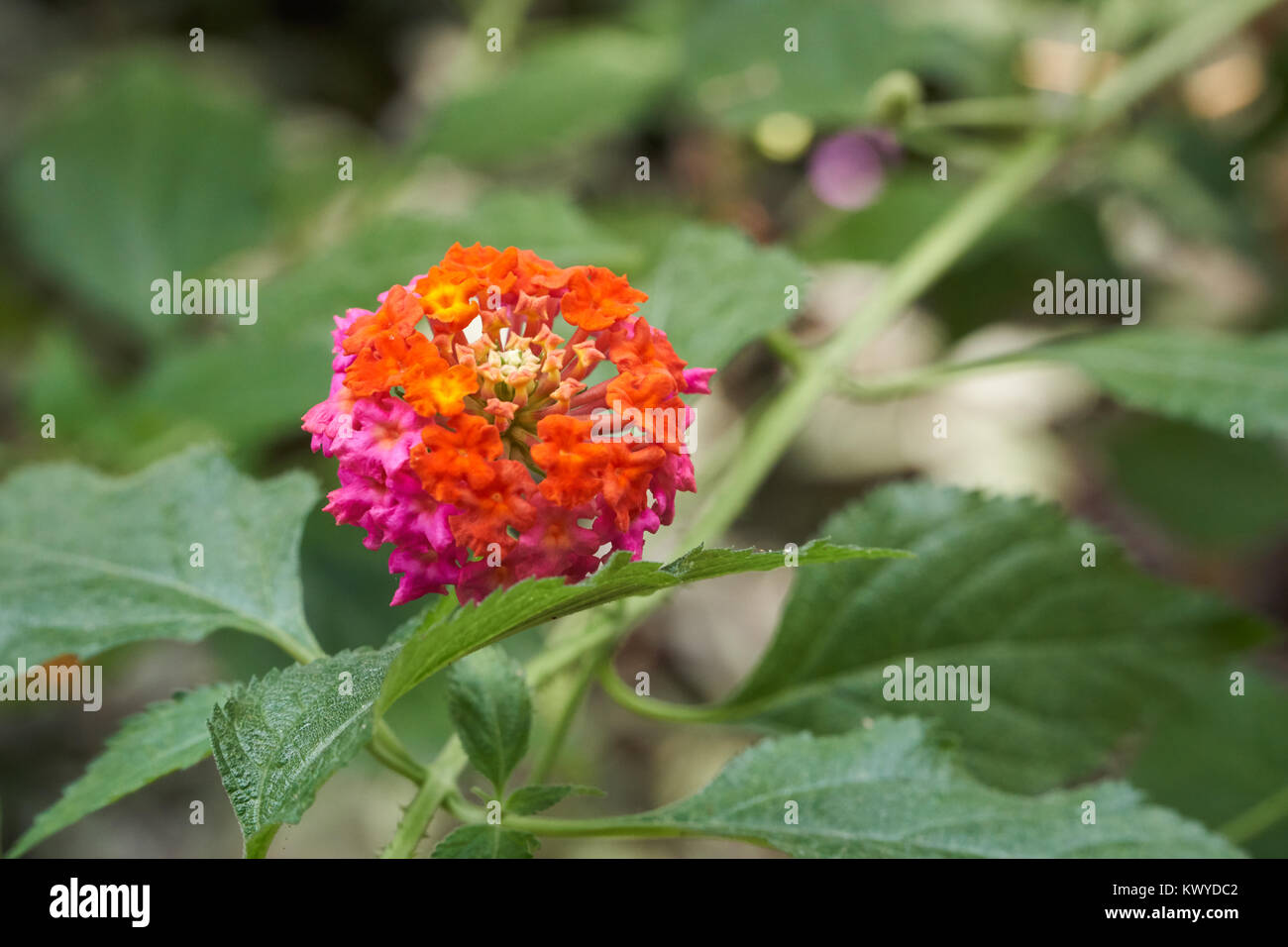 Lantana camara. It is a species of flowering plant in the verbena family. And it is also known as big-sage, wild-sage, red-sage, white-sage or tickber Stock Photo