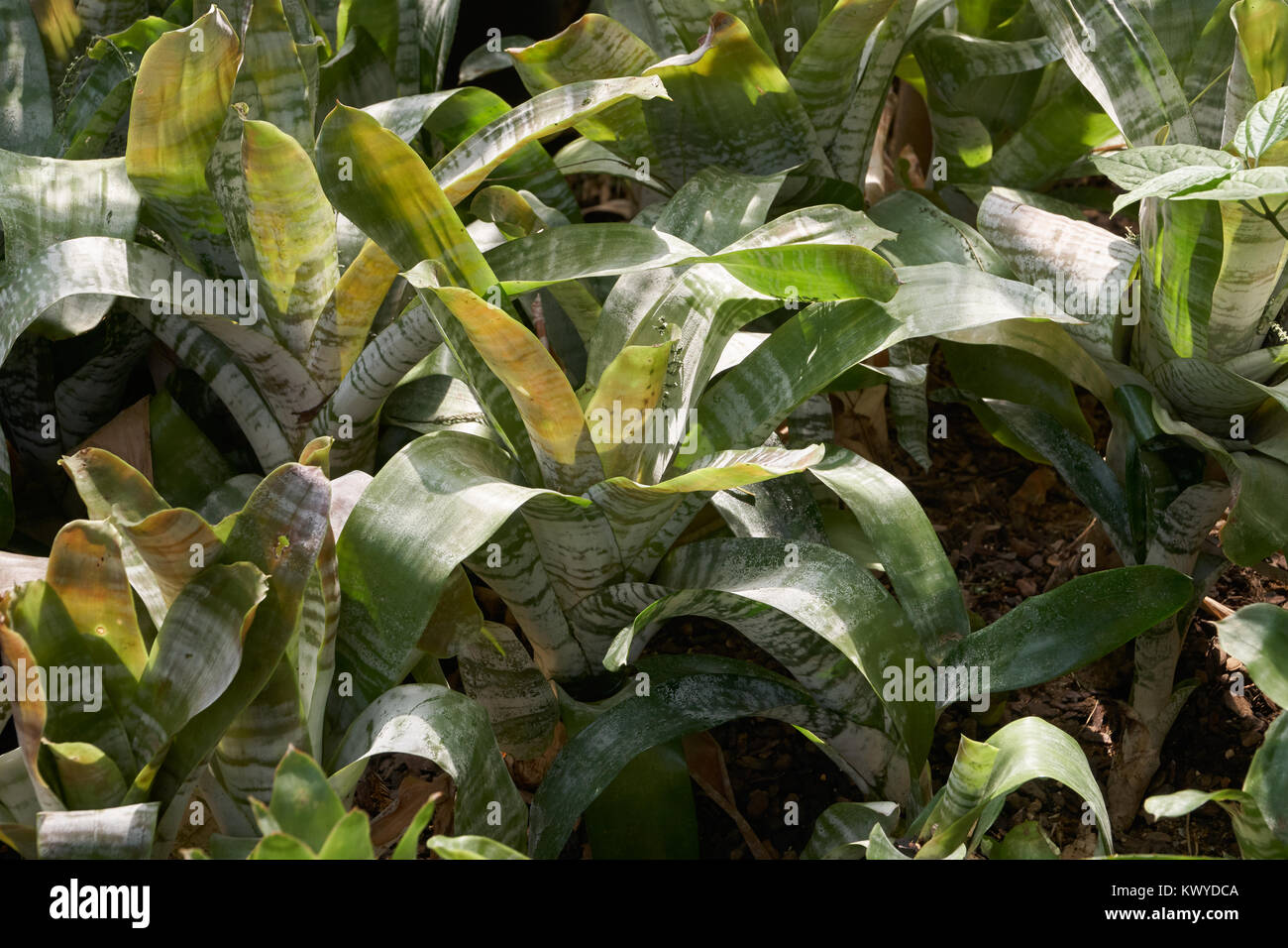 Aechmea fasciata which is a genus in botanical family Bromeliaceae. It has a distinctive shaped pink flower. Stock Photo