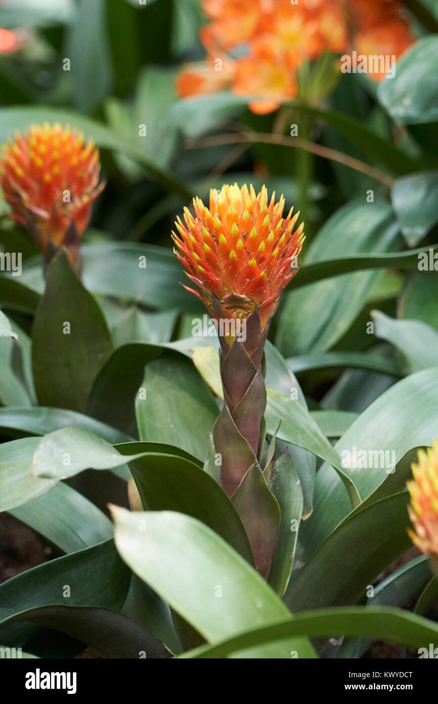 Guzmania Conifera. Guzmania is a genus of over 120 species of flowering plants in the family Bromeliaceae. Stock Photo