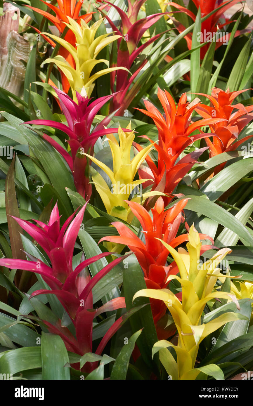 Guzmania Insignis. Guzmania is a genus of over 120 species of flowering plants in the family Bromeliaceae. Stock Photo