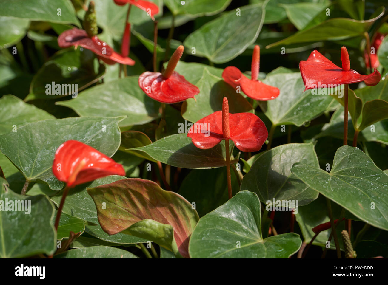 Anthurium andraeanum Linden, a flowering plants in the Araceae family. It is commonly called tailflower, flamingo flower, and laceleaf. Stock Photo