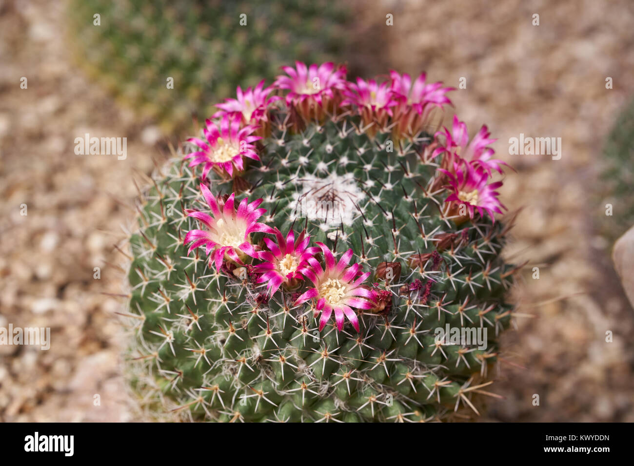 Mammillaria mystax is a species of cactus in the family Cactaceae. It is native to the Mexican states of Hidalgo, Oaxaca and central Puebla. Stock Photo