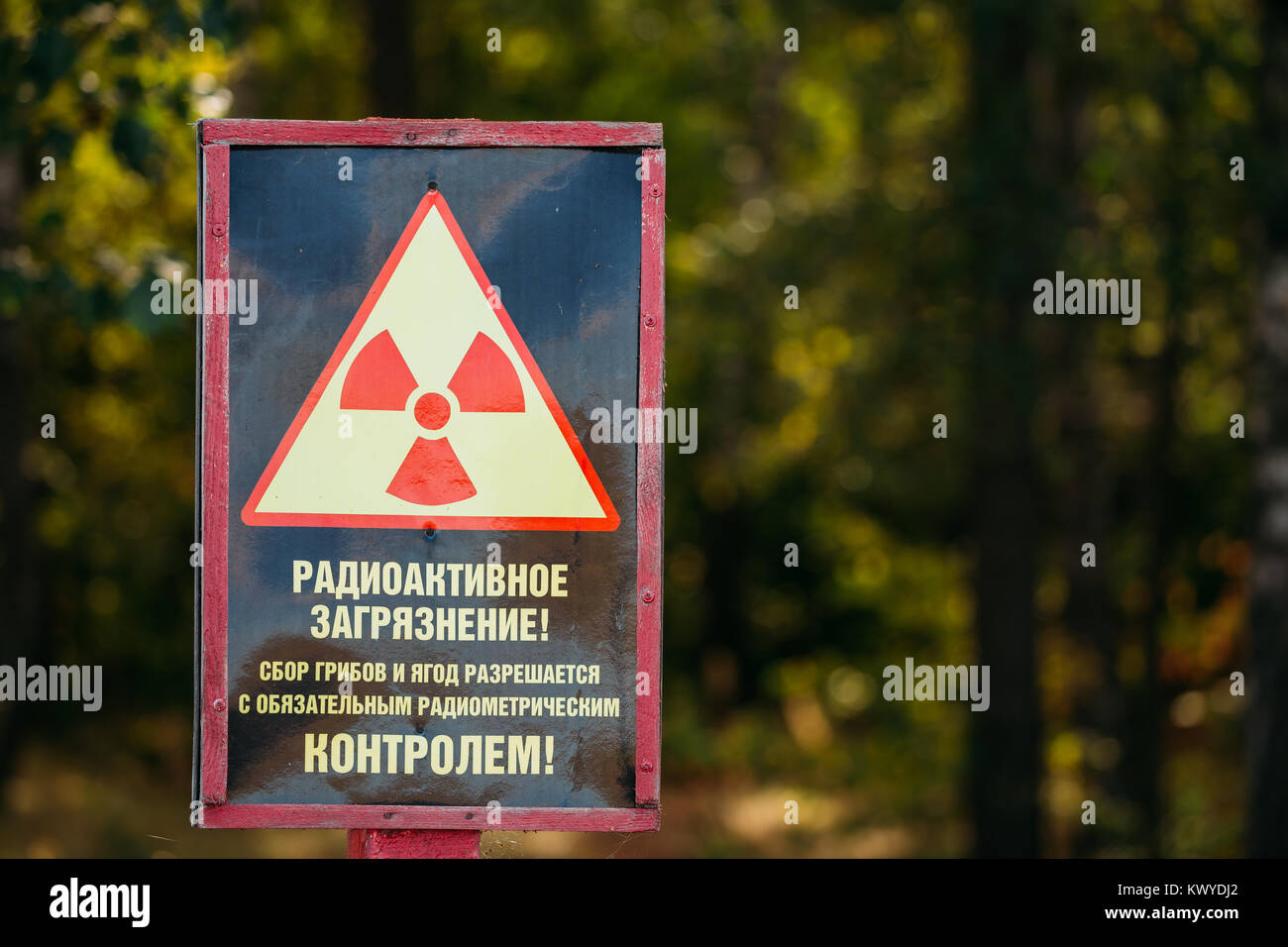 Sign At The Entrance To Forest Warning About Radioactive Contamination And Ban Of Picking Mushrooms And Berries. Stock Photo