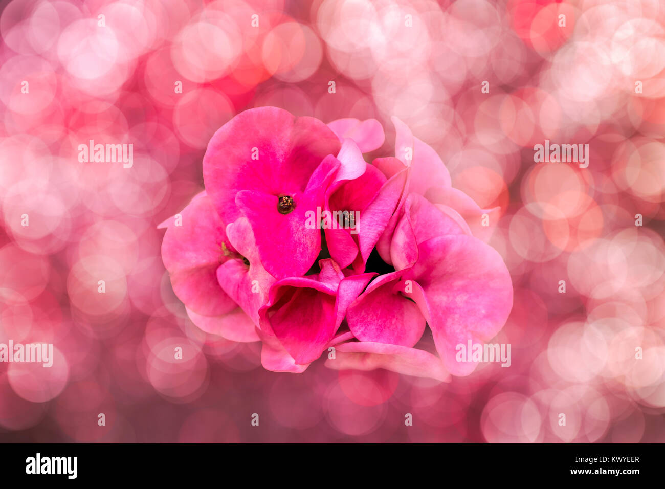 Pink Crown of Thorns flower with bokeh background Stock Photo
