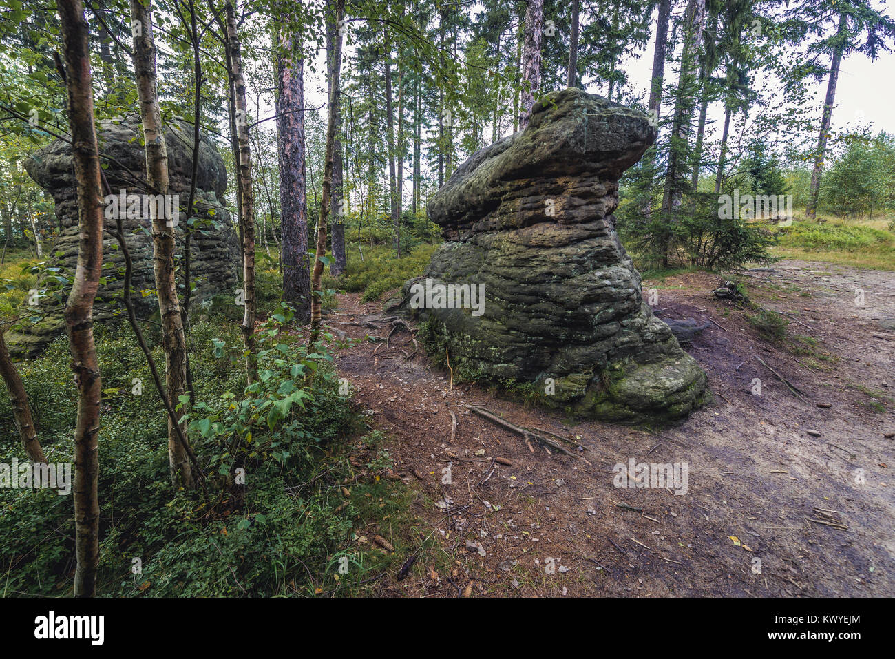Stone Mushrooms rock formation in Broumovske steny (Broumov Walls) mountain range and nature reserve, part of Table Mountains in Czech Republic Stock Photo