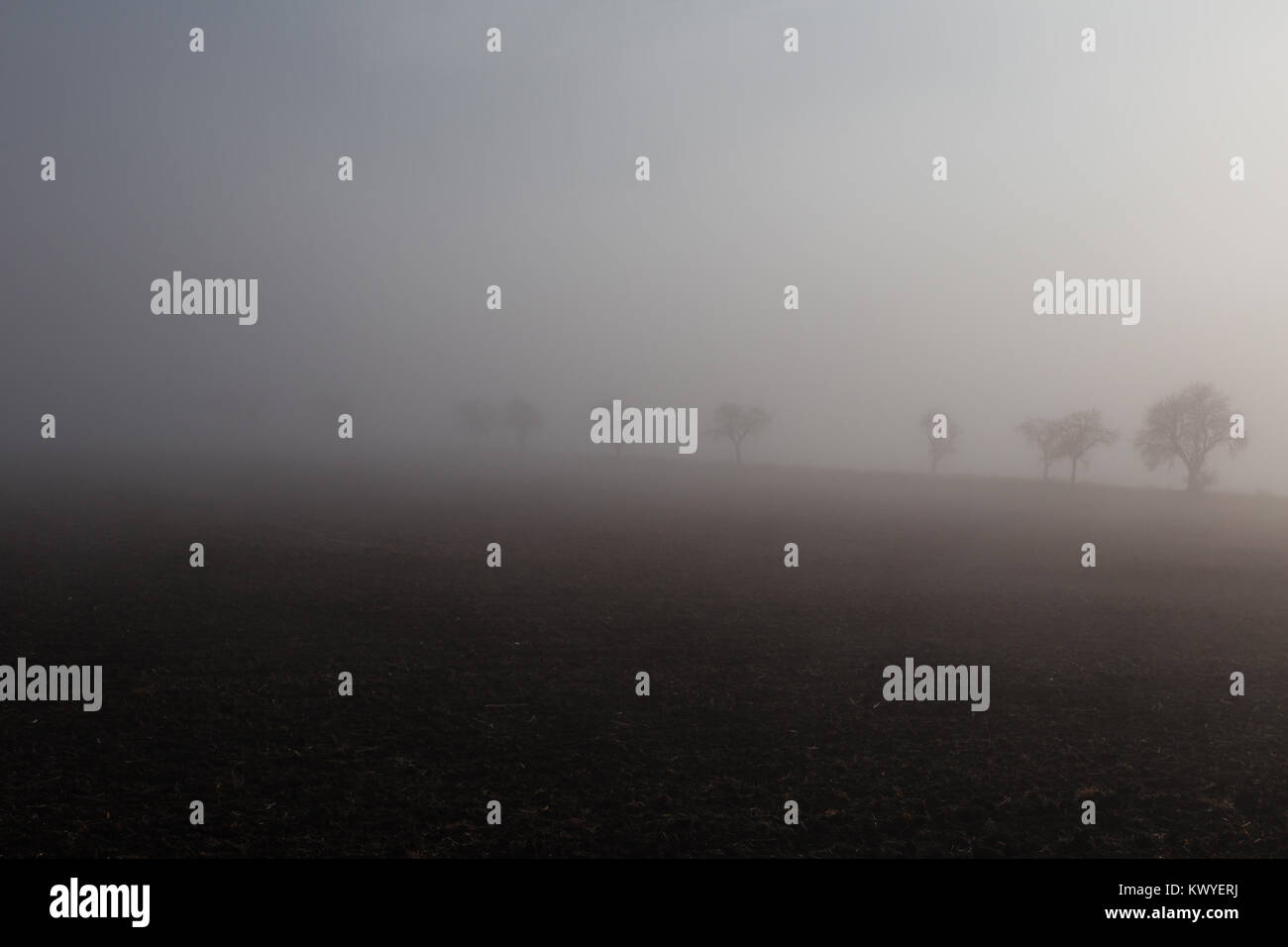 autumn field with trees in fog Stock Photo - Alamy
