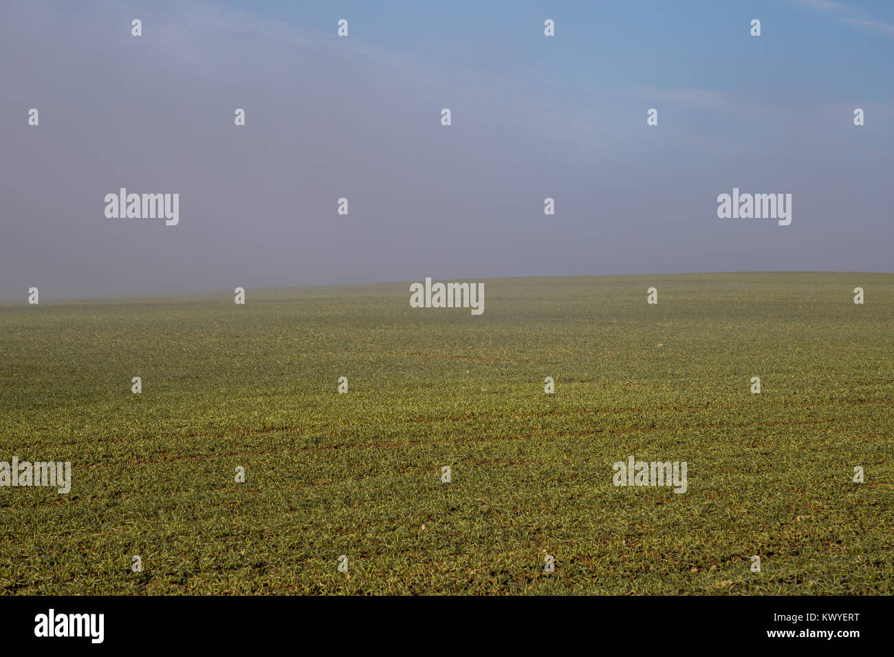 autumn field with trees in fog Stock Photo - Alamy