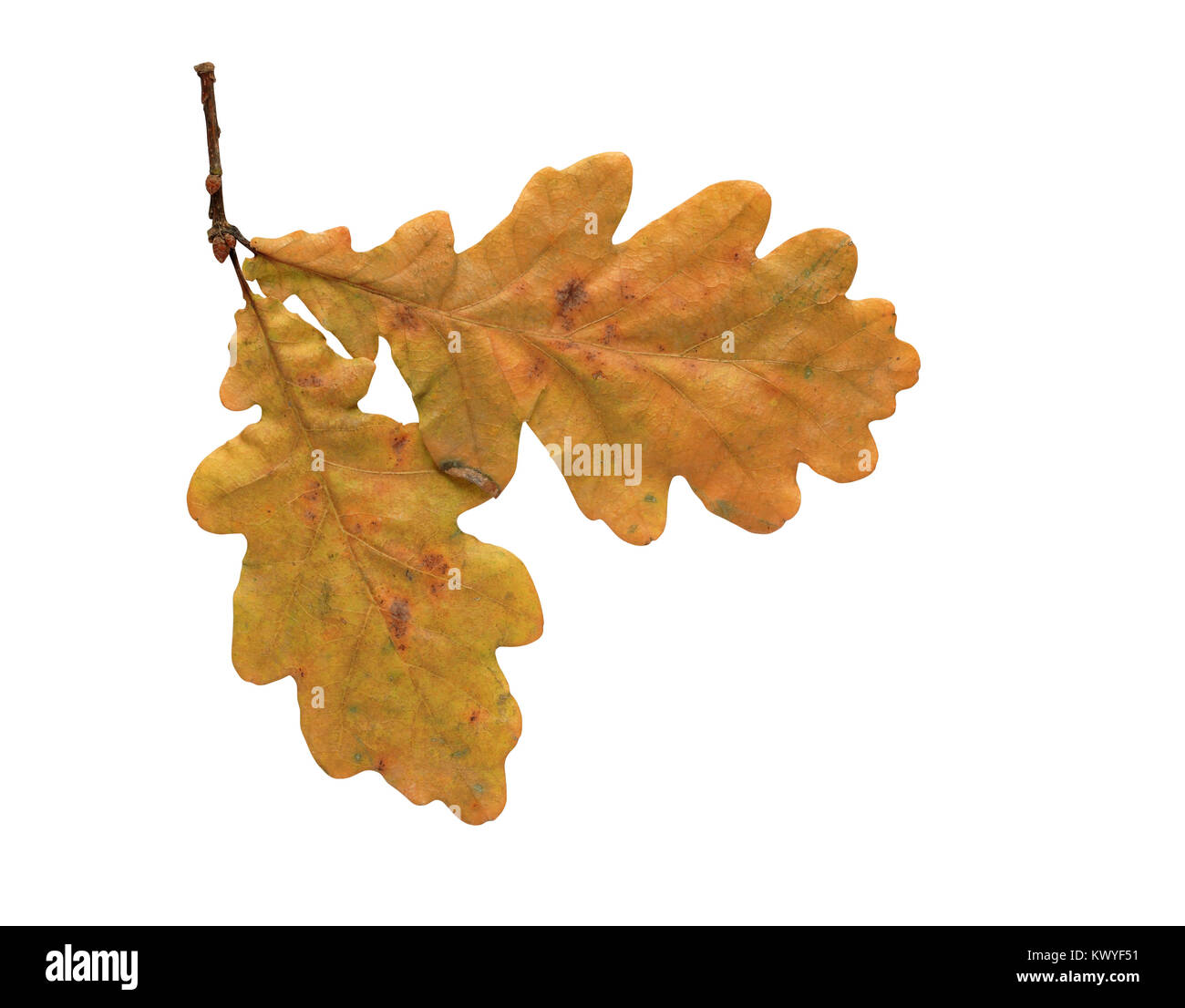 Oak tree silhouette isolated hi-res stock photography and images - Alamy