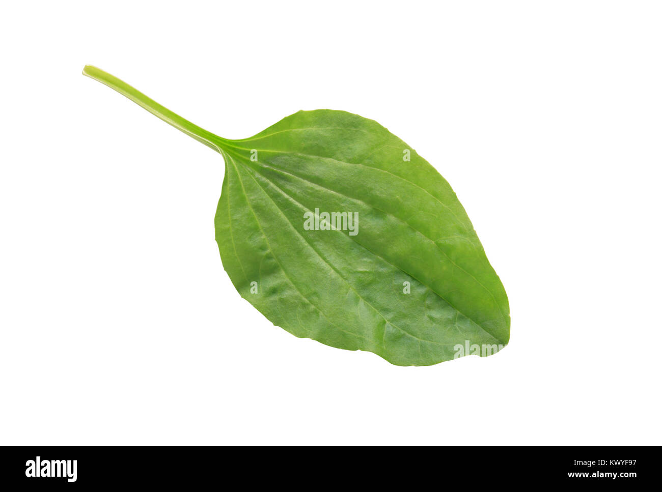 Green leaf of plantain isolated on white background with clipping path Stock Photo