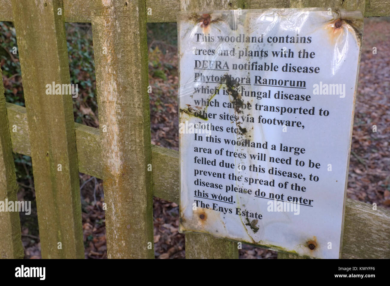 Notification of Tree disease Stock Photo