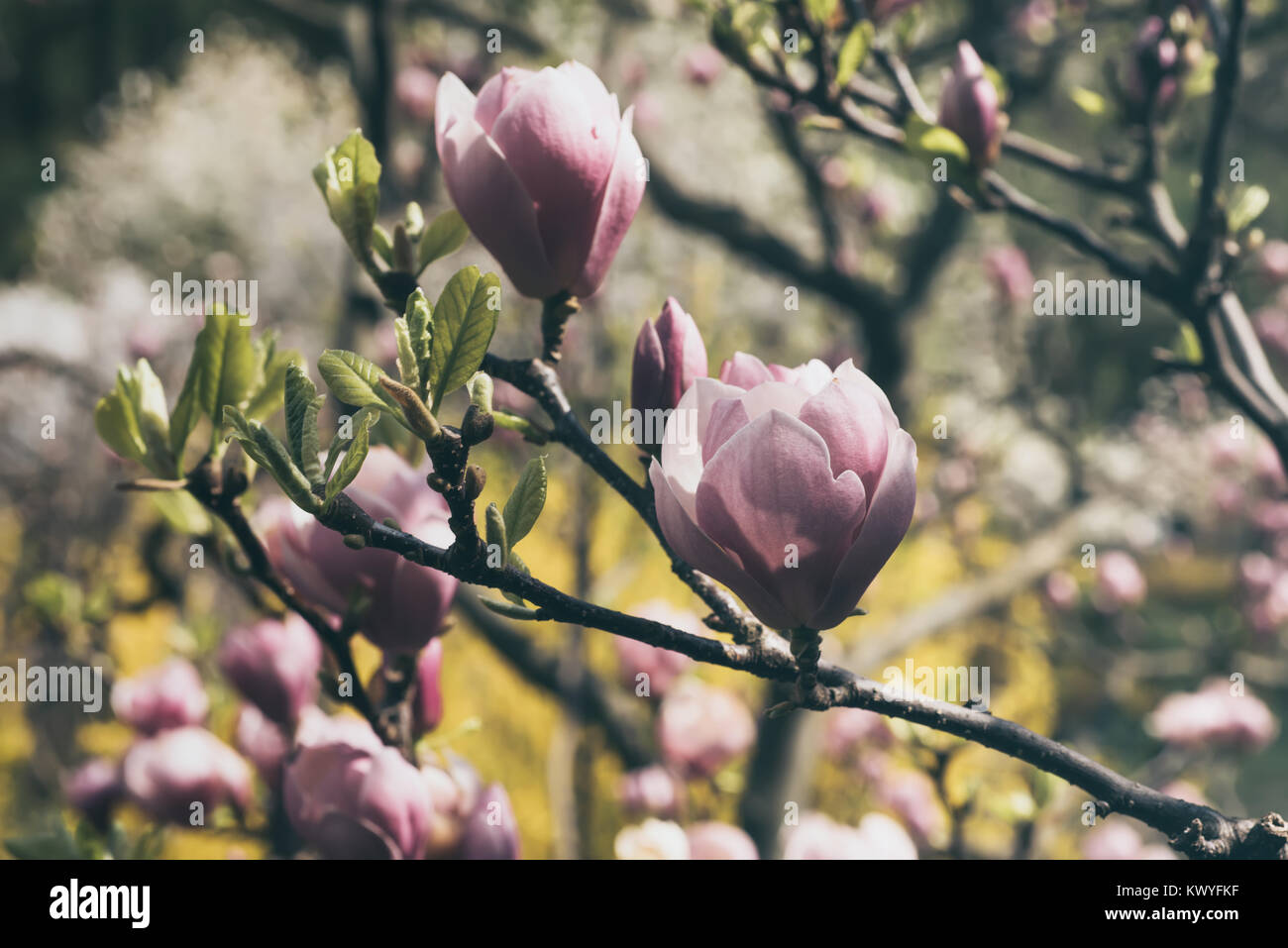 Magnolia spring flowers Stock Photo - Alamy