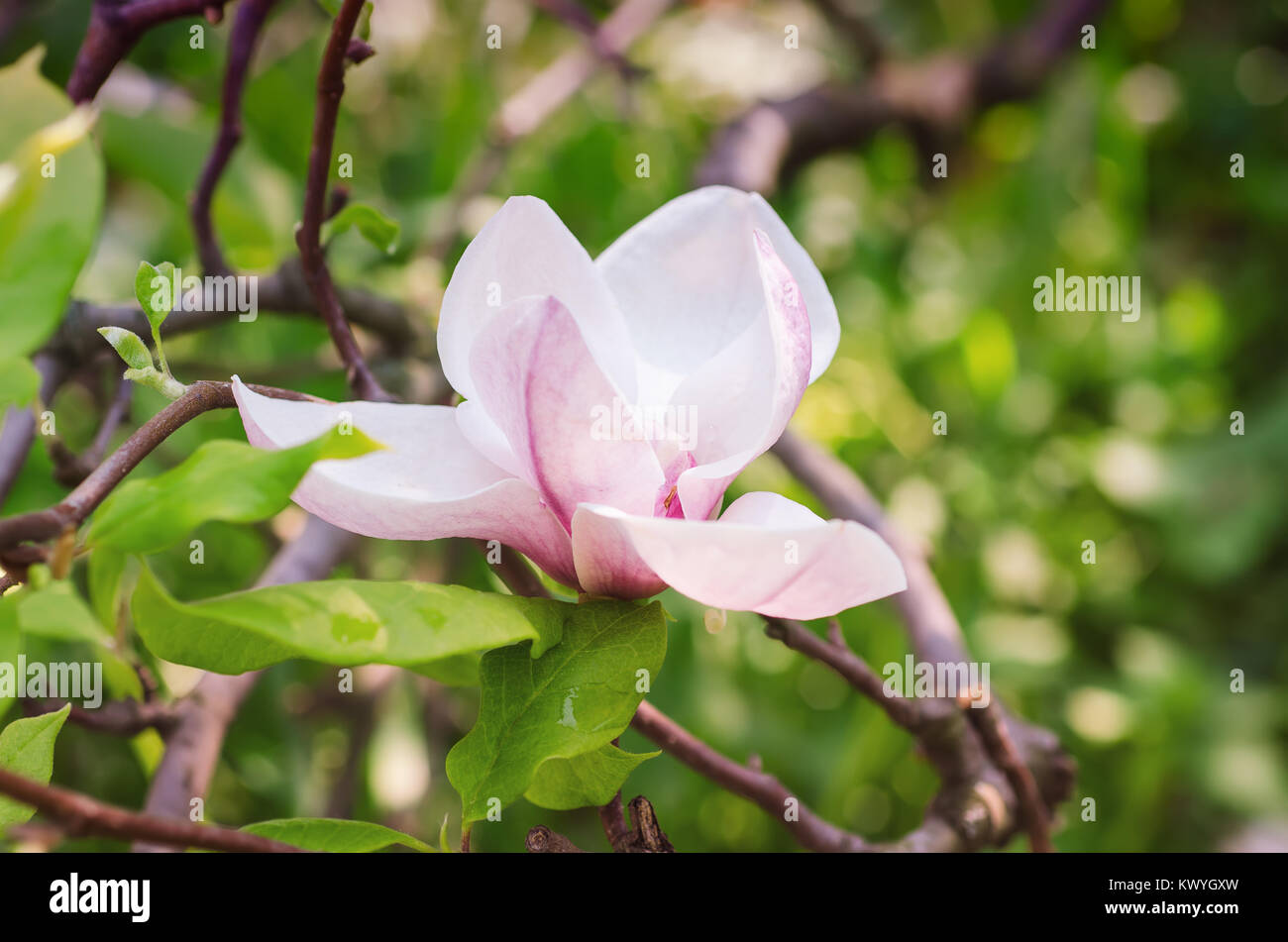 Magnolia spring flowers Stock Photo - Alamy