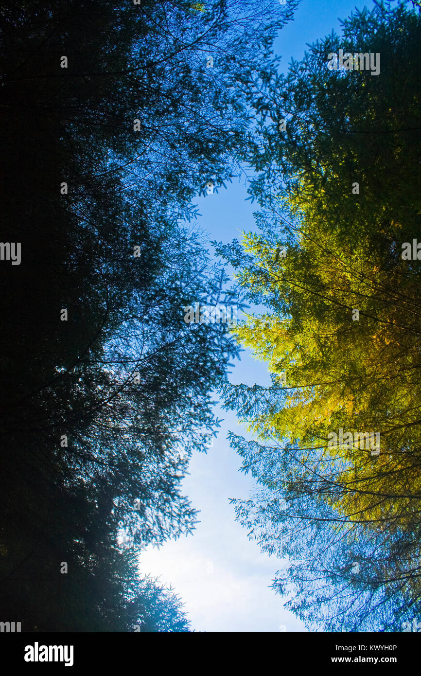 Scenic image evergreen trees hi-res stock photography and images - Alamy