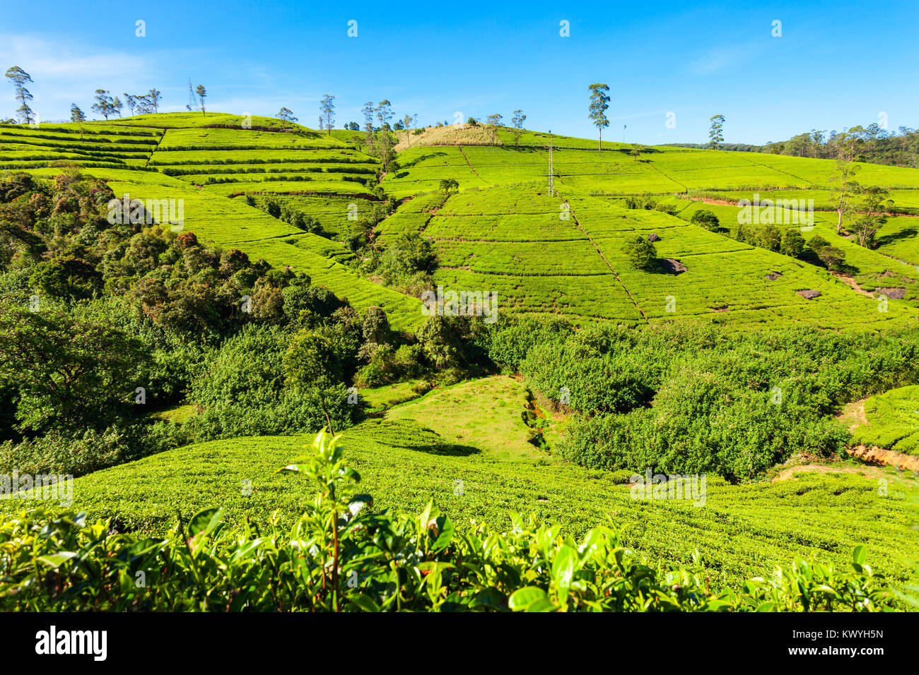 Nuwara Eliya tea plantation in Sri Lanka. Nuwara Eliya is ...