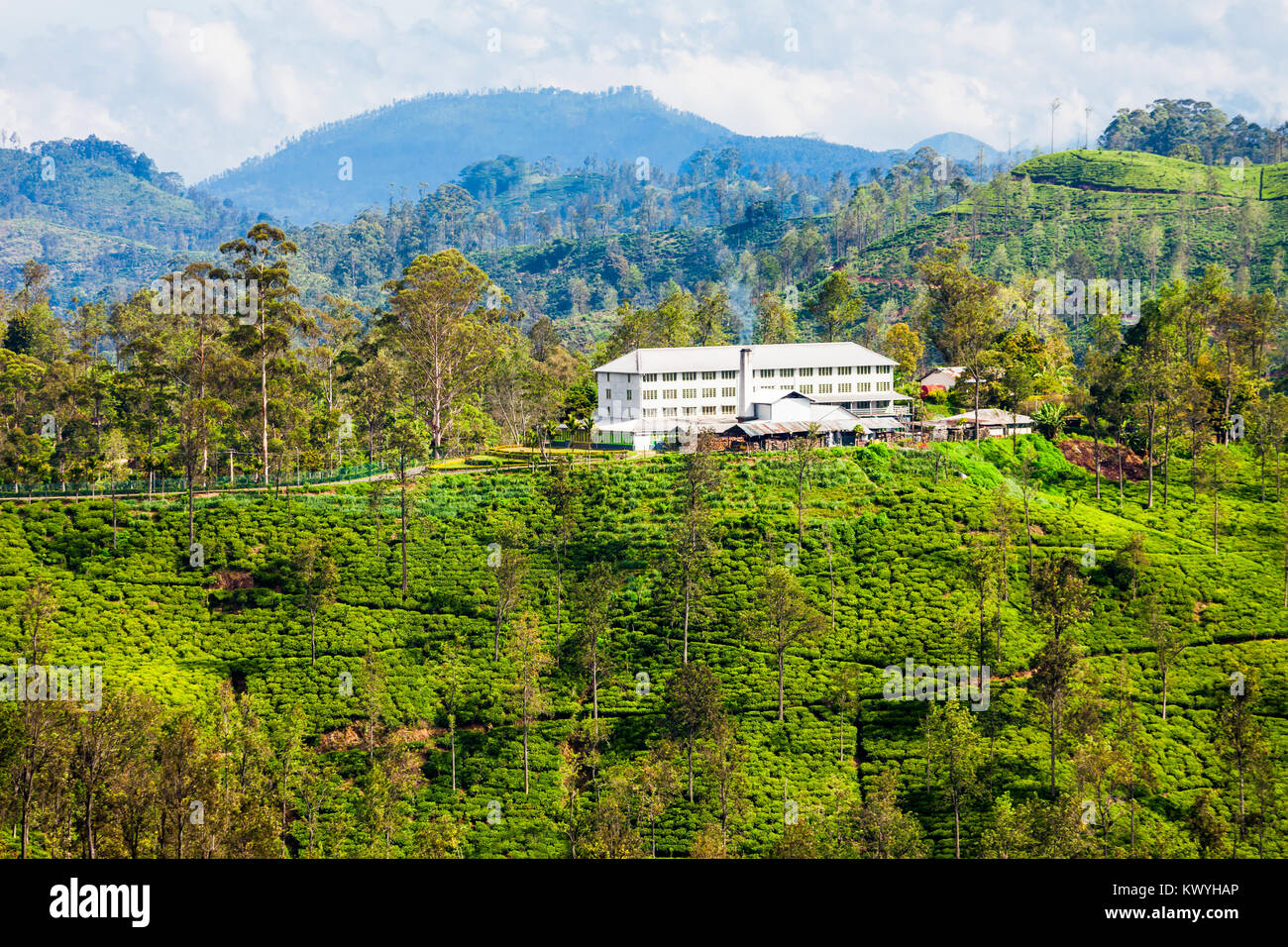 Tea factory and tea plantation in Ella, Sri Lanka. Ella is one of most
