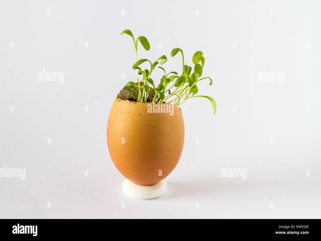 A beautiful fresh sprouts in an egg shell. Miniature garden of healthy ...