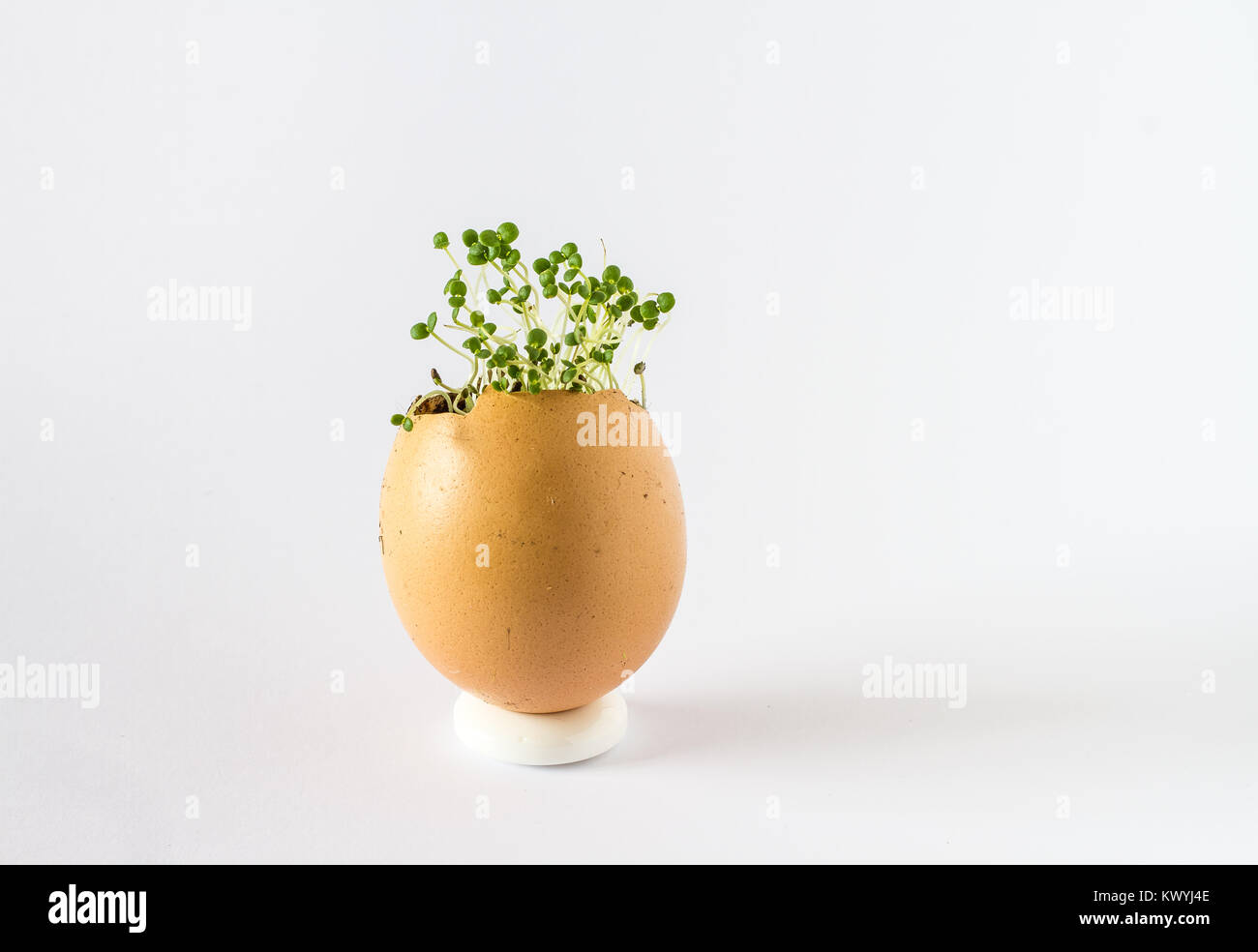 A beautiful fresh sprouts in an egg shell. Miniature garden of healthy ...