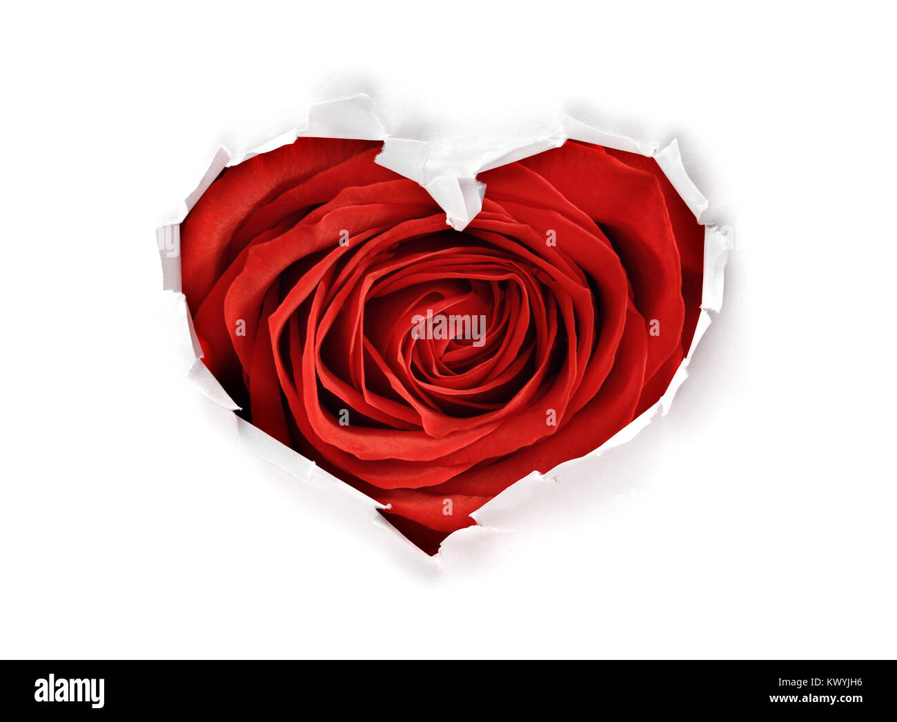 White torn paper in heart shape symbol with valentines day red rose ...