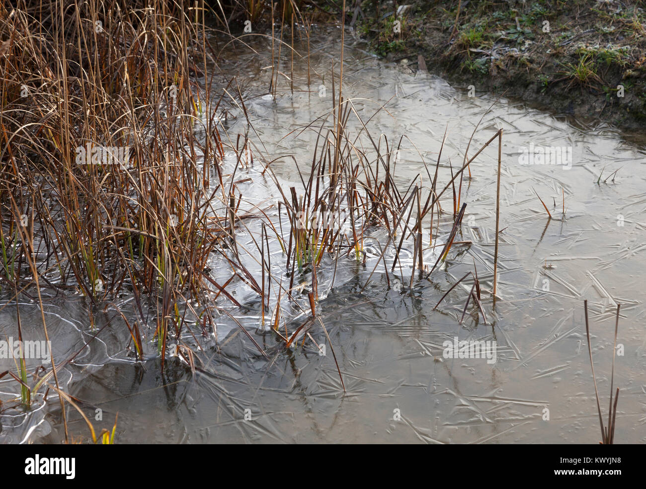 Bishops Stortford, St Michael's Mead, Southern Country Park, sedges frozen into water, winter Stock Photo