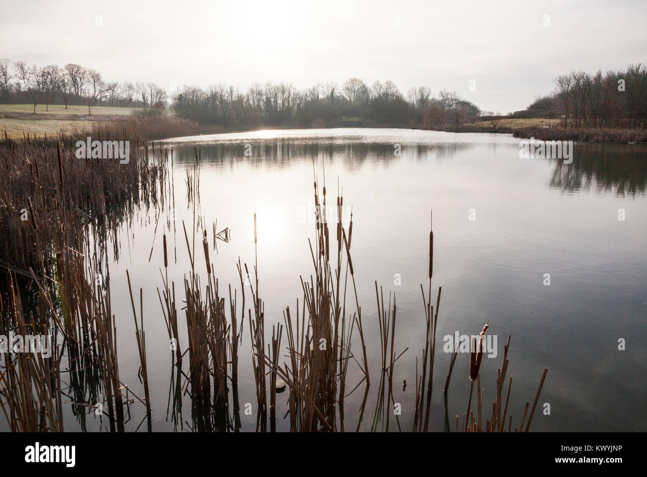 Bishops Stortford, St Michael's Mead, Southern Country Park, bulrushes, still water, frosty morning Stock Photo