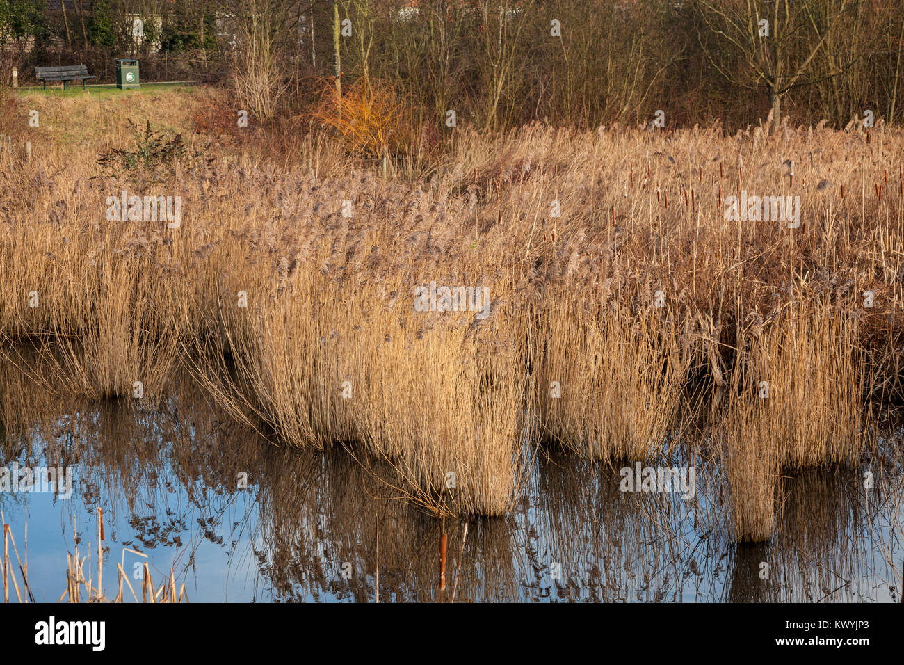 Bishops Stortford, St Michael's Mead, Southern Country Park, sedges and bulrushes in settlement pond, reflections Stock Photo