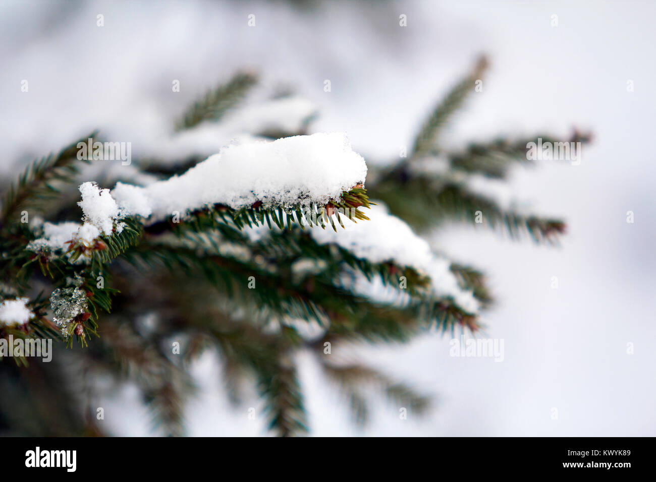 Close-up of green pine tree branches covered with snow in winter Stock ...