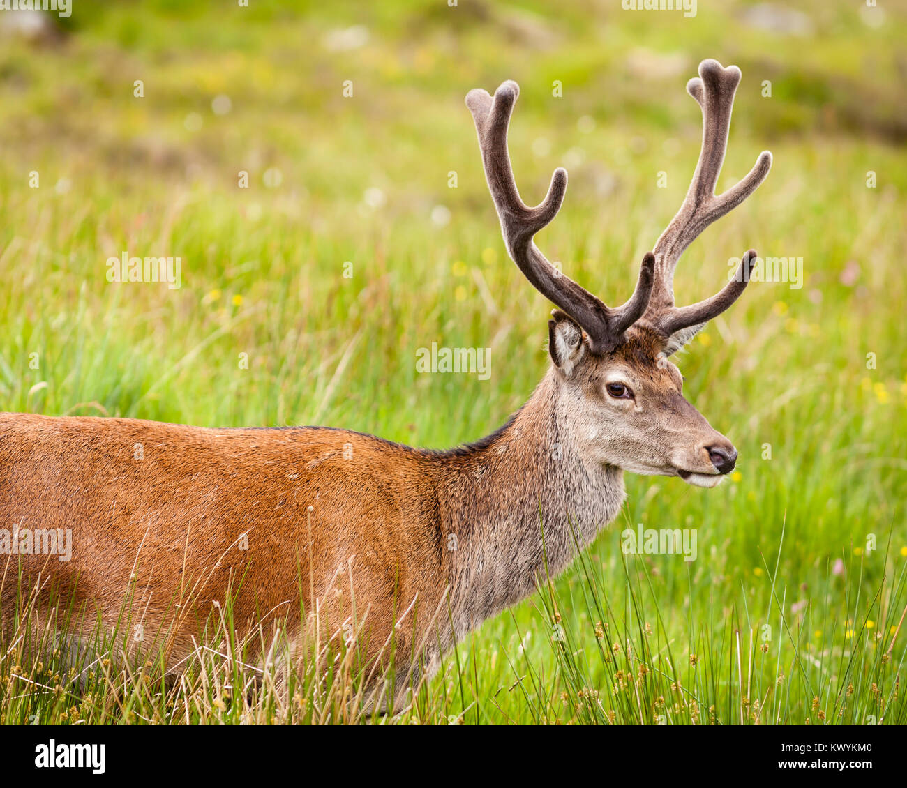 Stag Close Up.  A close up picture of a red deer stag in the Scottish highlands. Stock Photo